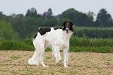 BARZOI 009